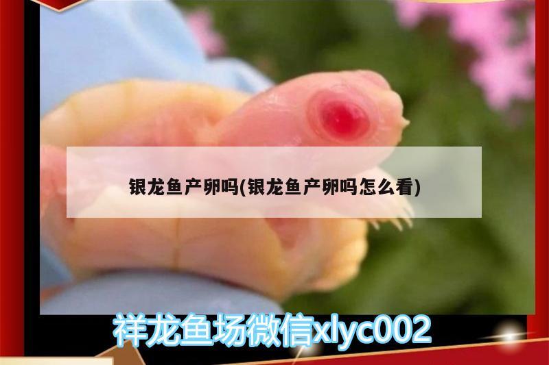 银龙鱼产卵吗(银龙鱼产卵吗怎么看)