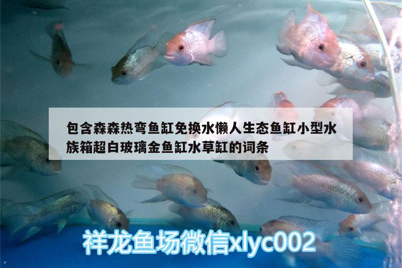 包含森森热弯鱼缸免换水懒人生态鱼缸小型水族箱超白玻璃金鱼缸水草缸的词条