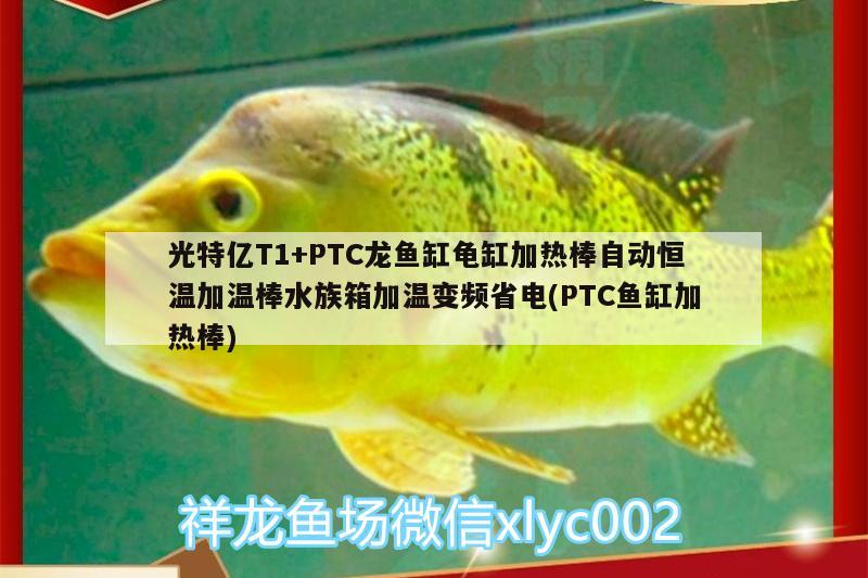 光特亿T1+PTC龙鱼缸龟缸加热棒自动恒温加温棒水族箱加温变频省电(PTC鱼缸加热棒) 乌龟