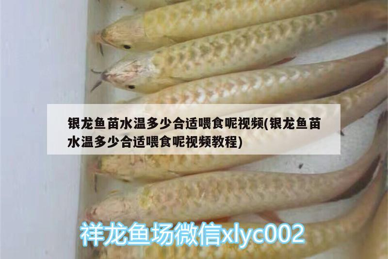 银龙鱼苗水温多少合适喂食呢视频(银龙鱼苗水温多少合适喂食呢视频教程)