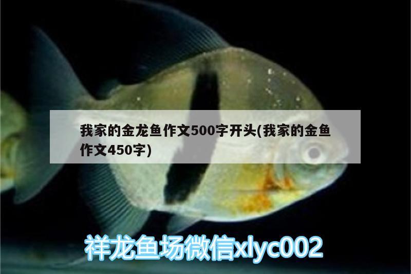 我家的金龙鱼作文500字开头(我家的金鱼作文450字)