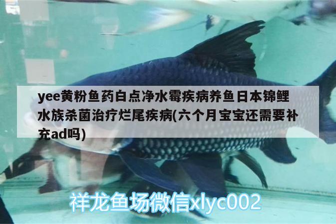 yee黄粉鱼药白点净水霉疾病养鱼日本锦鲤水族杀菌治疗烂尾疾病(六个月宝宝还需要补充ad吗)