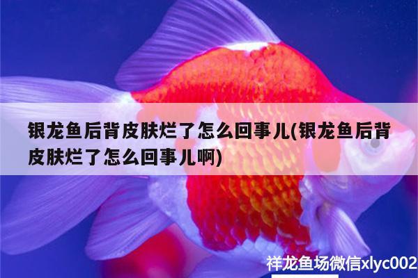 银龙鱼后背皮肤烂了怎么回事儿(银龙鱼后背皮肤烂了怎么回事儿啊) 银龙鱼