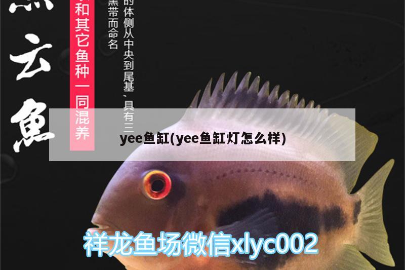 yee鱼缸(yee鱼缸灯怎么样)