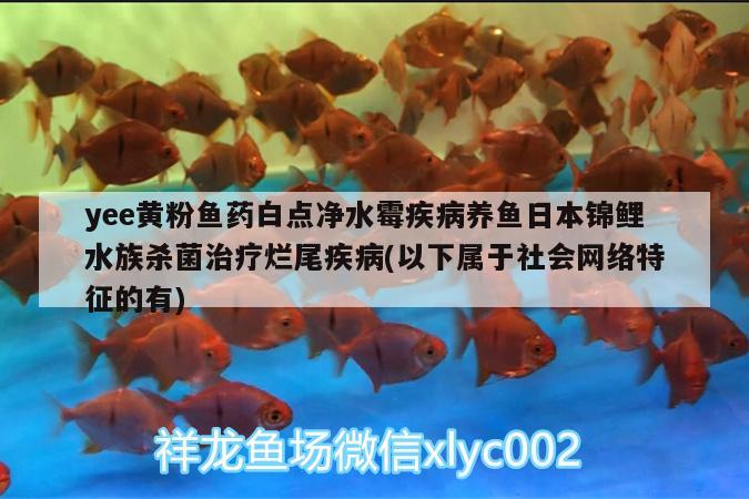 yee黄粉鱼药白点净水霉疾病养鱼日本锦鲤水族杀菌治疗烂尾疾病(以下属于社会网络特征的有)