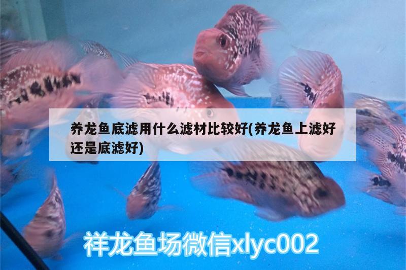 养龙鱼底滤用什么滤材比较好(养龙鱼上滤好还是底滤好) 鱼缸等水族设备