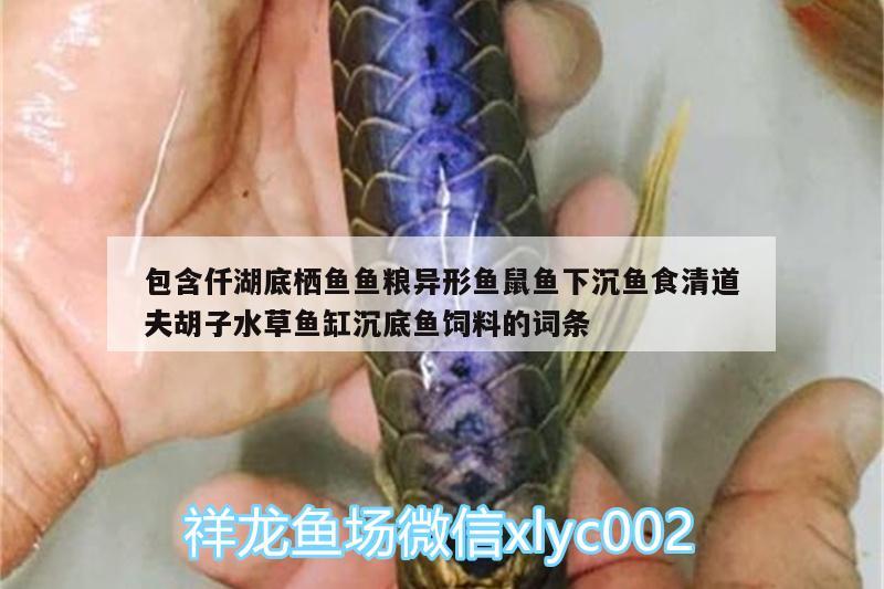 包含仟湖底栖鱼鱼粮异形鱼鼠鱼下沉鱼食清道夫胡子水草鱼缸沉底鱼饲料的词条 仟湖