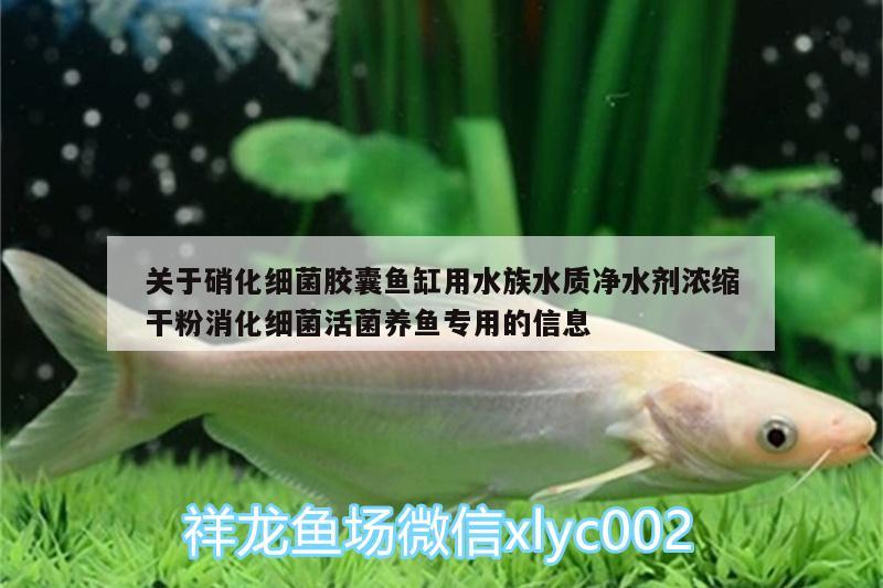 关于硝化细菌胶囊鱼缸用水族水质净水剂浓缩干粉消化细菌活菌养鱼专用的信息 硝化细菌