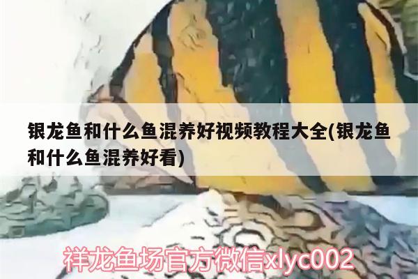 银龙鱼和什么鱼混养好视频教程大全(银龙鱼和什么鱼混养好看)