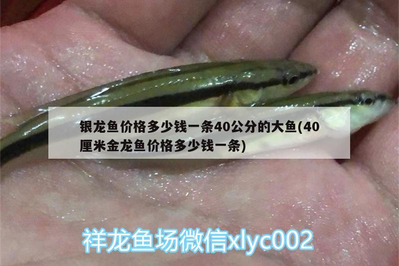 银龙鱼价格多少钱一条40公分的大鱼(40厘米金龙鱼价格多少钱一条)