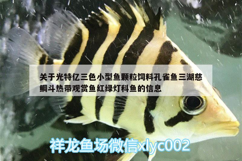 关于光特亿三色小型鱼颗粒饲料孔雀鱼三湖慈鲷斗热带观赏鱼红绿灯科鱼的信息 光特亿