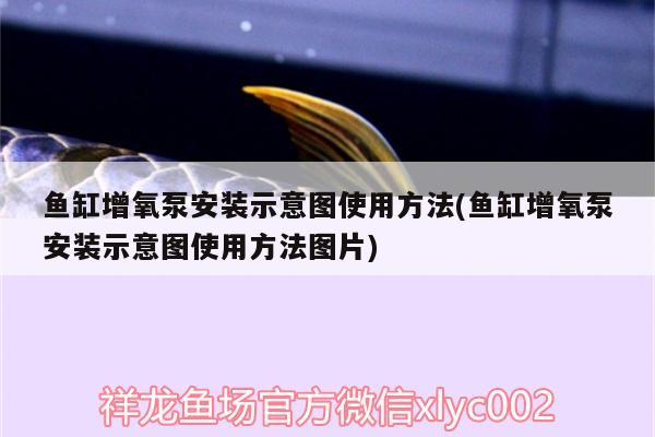 鱼缸增氧泵安装示意图使用方法(鱼缸增氧泵安装示意图使用方法图片)