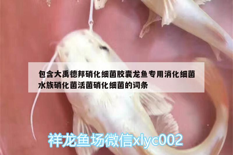 包含大禹德邦硝化细菌胶囊龙鱼专用消化细菌水族硝化菌活菌硝化细菌的词条 硝化细菌