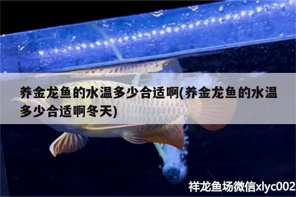 养金龙鱼的水温多少合适啊(养金龙鱼的水温多少合适啊冬天) 雪龙鱼