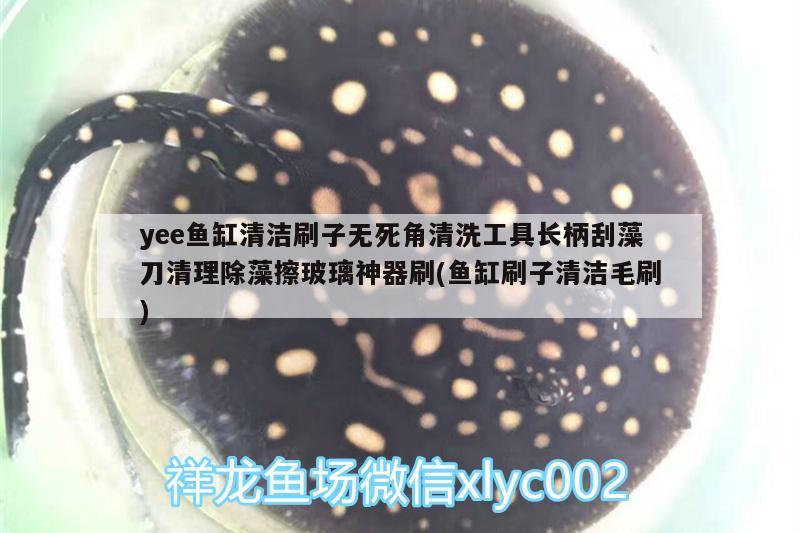 yee鱼缸清洁刷子无死角清洗工具长柄刮藻刀清理除藻擦玻璃神器刷(鱼缸刷子清洁毛刷) yee