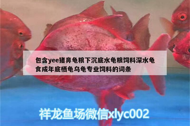 包含yee猪鼻龟粮下沉底水龟粮饲料深水龟食成年底栖龟乌龟专业饲料的词条