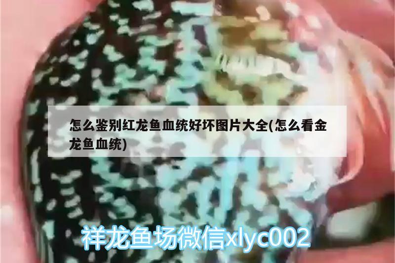 怎么鉴别红龙鱼血统好坏图片大全(怎么看金龙鱼血统) 水族品牌