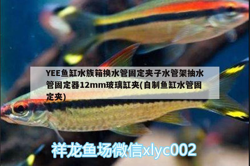 YEE鱼缸水族箱换水管固定夹子水管架抽水管固定器12mm玻璃缸夹(自制鱼缸水管固定夹)