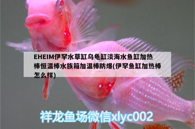 EHEIM伊罕水草缸乌龟缸淡海水鱼缸加热棒恒温棒水族箱加温棒防爆(伊罕鱼缸加热棒怎么样)