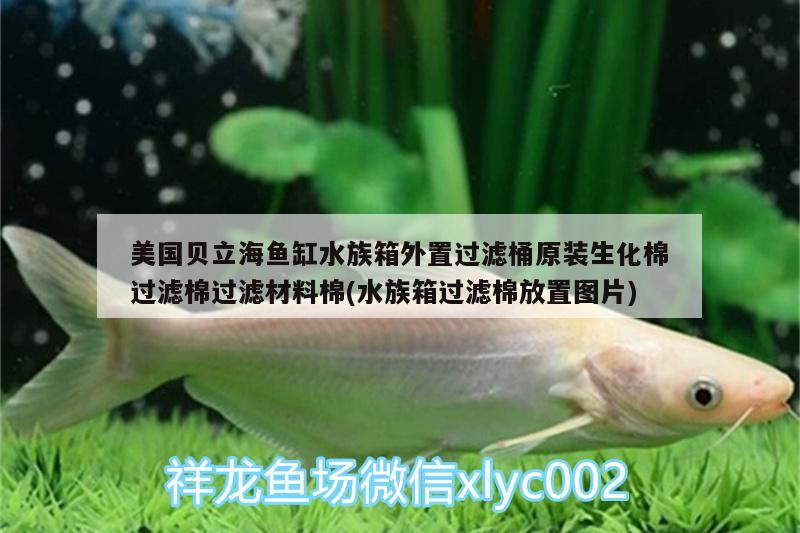 美国贝立海鱼缸水族箱外置过滤桶原装生化棉过滤棉过滤材料棉(水族箱过滤棉放置图片)