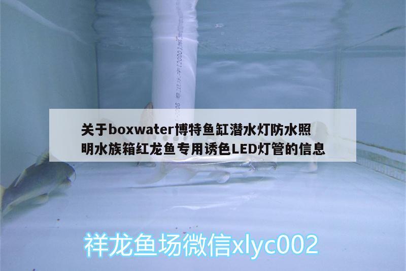 关于boxwater博特鱼缸潜水灯防水照明水族箱红龙鱼专用诱色LED灯管的信息