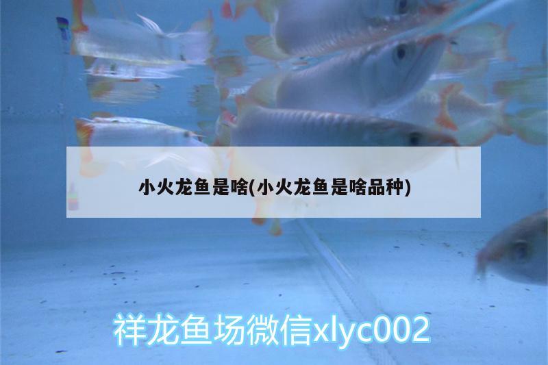 小火龙鱼是啥(小火龙鱼是啥品种) 祥龙水族滤材/器材 第3张