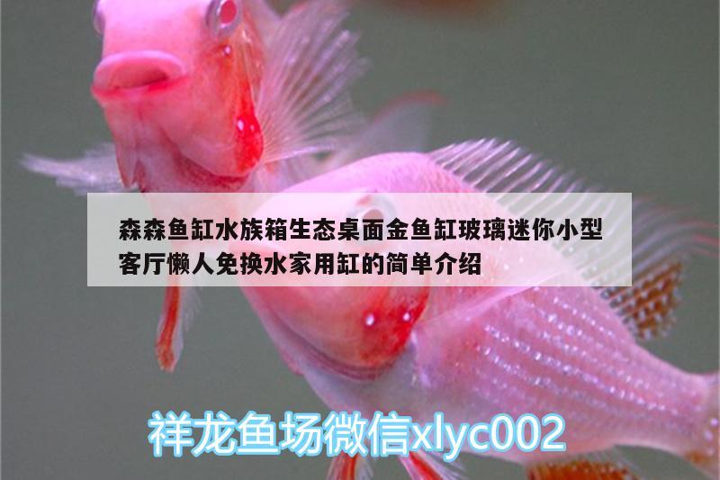 森森鱼缸水族箱生态桌面金鱼缸玻璃迷你小型客厅懒人免换水家用缸的简单介绍 鱼缸/水族箱