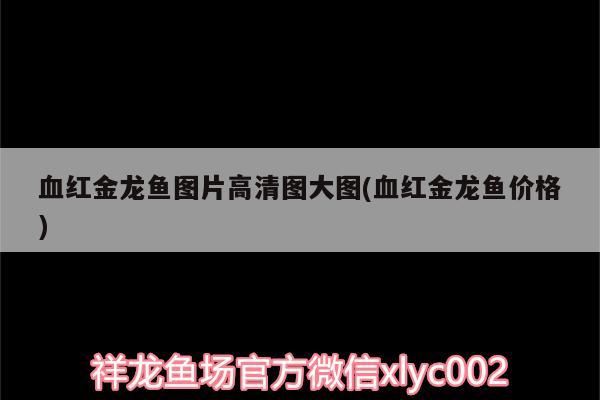 血红金龙鱼图片高清图大图(血红金龙鱼价格)