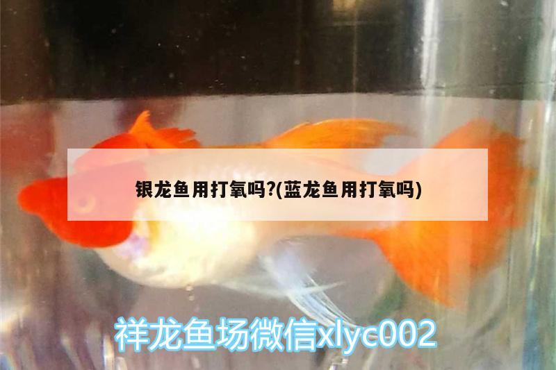 银龙鱼用打氧吗?(蓝龙鱼用打氧吗)