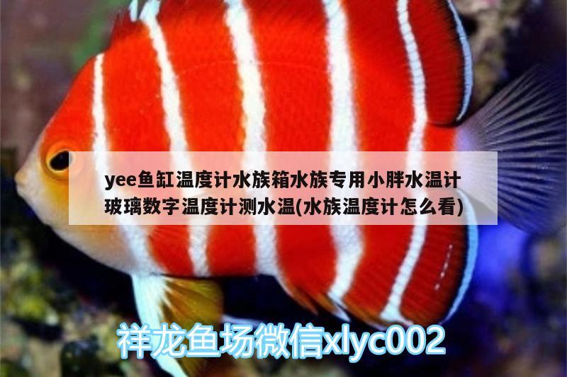 yee鱼缸温度计水族箱水族专用小胖水温计玻璃数字温度计测水温(水族温度计怎么看)