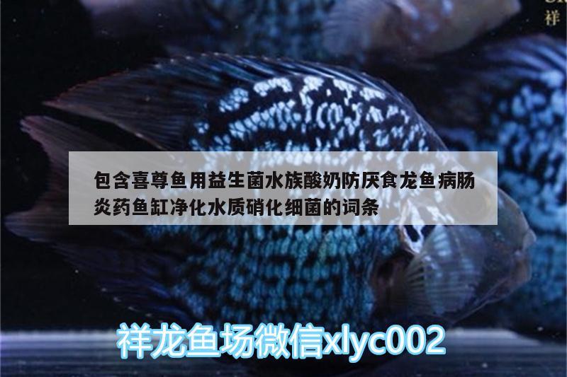 包含喜尊鱼用益生菌水族酸奶防厌食龙鱼病肠炎药鱼缸净化水质硝化细菌的词条