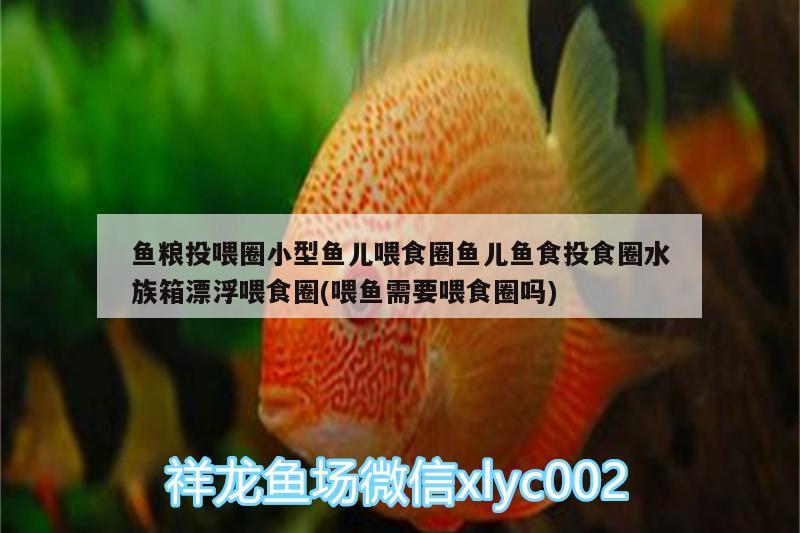 鱼粮投喂圈小型鱼儿喂食圈鱼儿鱼食投食圈水族箱漂浮喂食圈(喂鱼需要喂食圈吗) 鱼缸/水族箱