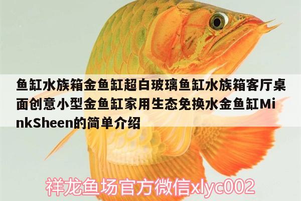 鱼缸水族箱金鱼缸超白玻璃鱼缸水族箱客厅桌面创意小型金鱼缸家用生态免换水金鱼缸MinkSheen的简单介绍 鱼缸/水族箱