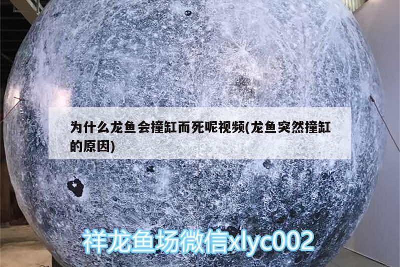 为什么龙鱼会撞缸而死呢视频(龙鱼突然撞缸的原因) 粗线银版鱼苗