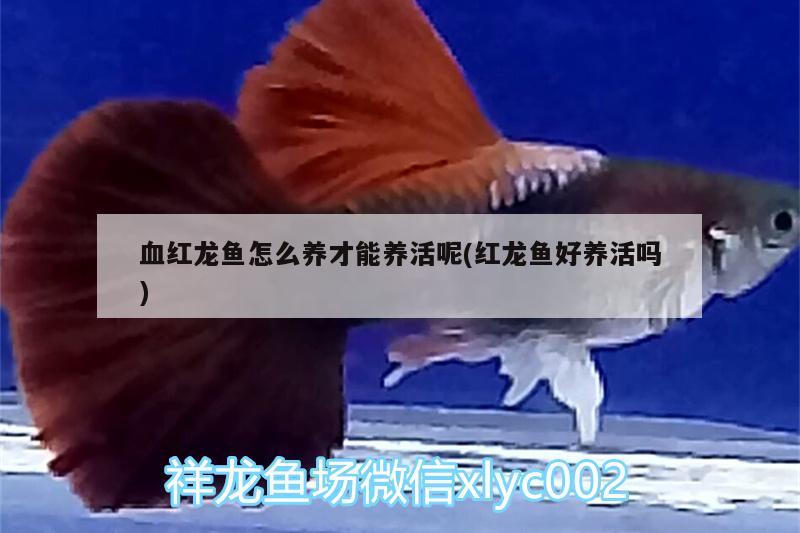 血红龙鱼怎么养才能养活呢(红龙鱼好养活吗) 鱼缸等水族设备