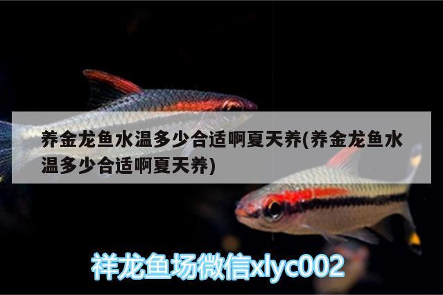 养金龙鱼水温多少合适啊夏天养(养金龙鱼水温多少合适啊夏天养) 大正锦鲤鱼