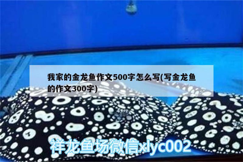 我家的金龙鱼作文500字怎么写(写金龙鱼的作文300字)