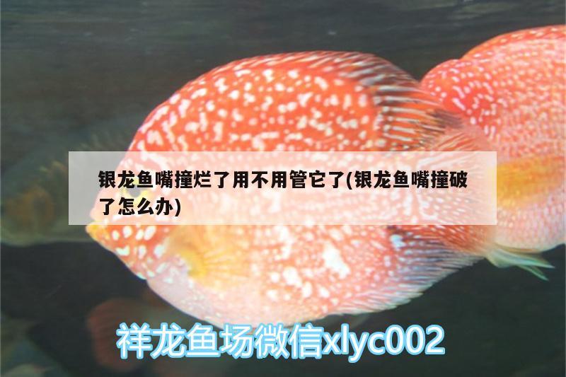 银龙鱼嘴撞烂了用不用管它了(银龙鱼嘴撞破了怎么办) 银龙鱼