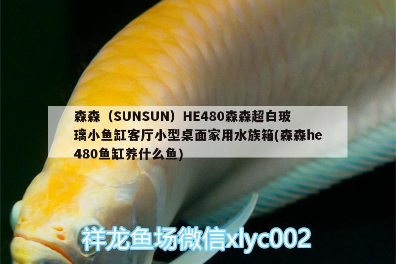 森森（SUNSUN）HE480森森超白玻璃小鱼缸客厅小型桌面家用水族箱(森森he480鱼缸养什么鱼)