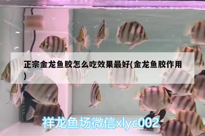 正宗金龙鱼胶怎么吃效果最好(金龙鱼胶作用)