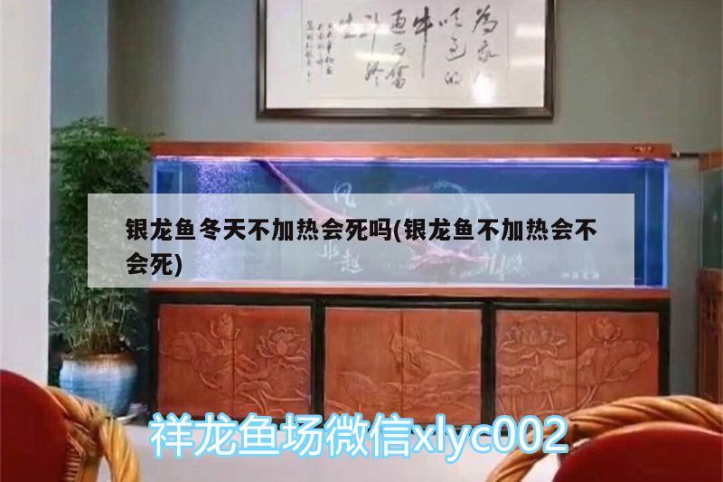 银龙鱼冬天不加热会死吗(银龙鱼不加热会不会死) 银龙鱼