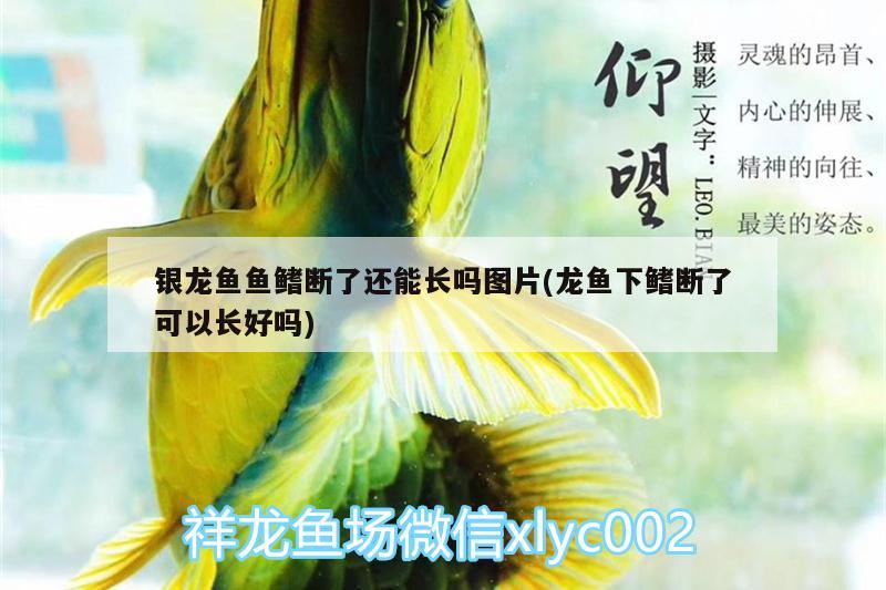 银龙鱼鱼鳍断了还能长吗图片(龙鱼下鳍断了可以长好吗) 银龙鱼