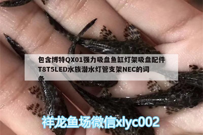 包含博特QX01强力吸盘鱼缸灯架吸盘配件T8T5LED水族潜水灯管支架NEC的词条