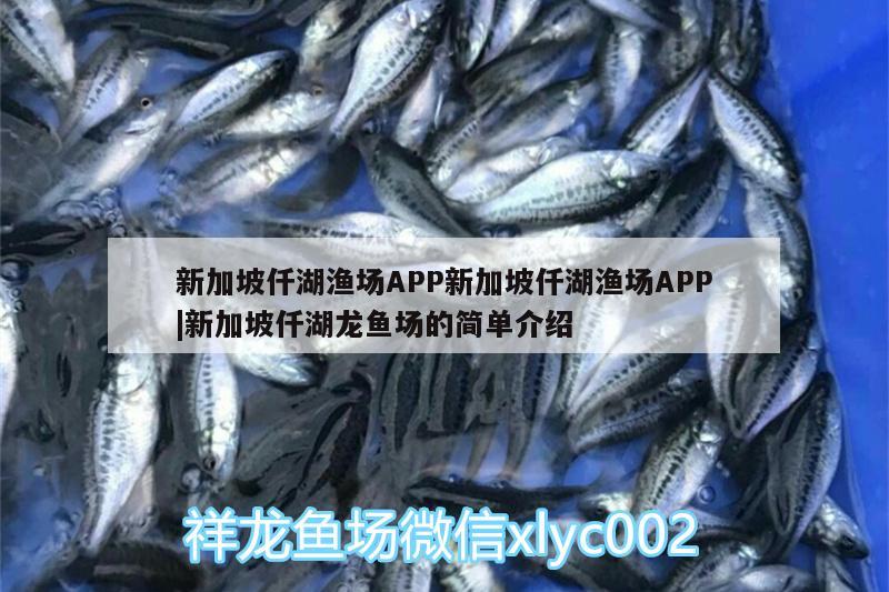 新加坡仟湖渔场APP新加坡仟湖渔场APP|新加坡仟湖龙鱼场的简单介绍