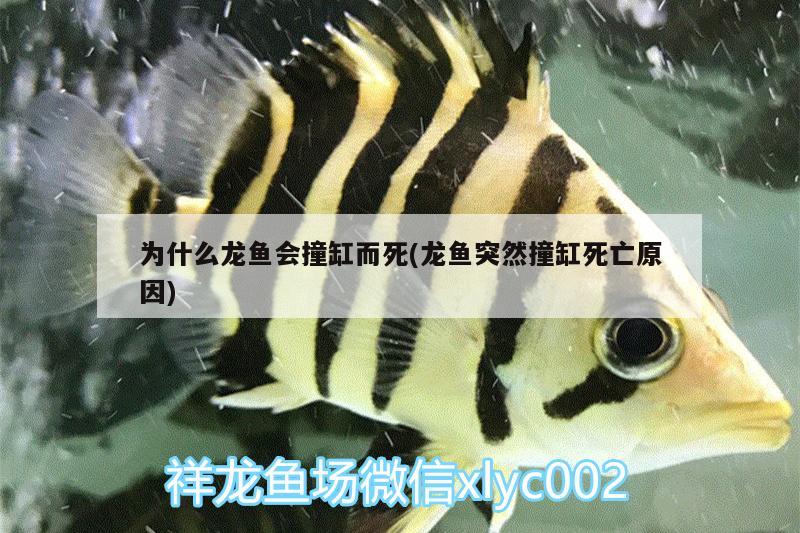 为什么龙鱼会撞缸而死(龙鱼突然撞缸死亡原因)