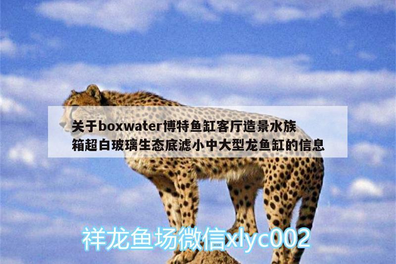 关于boxwater博特鱼缸客厅造景水族箱超白玻璃生态底滤小中大型龙鱼缸的信息