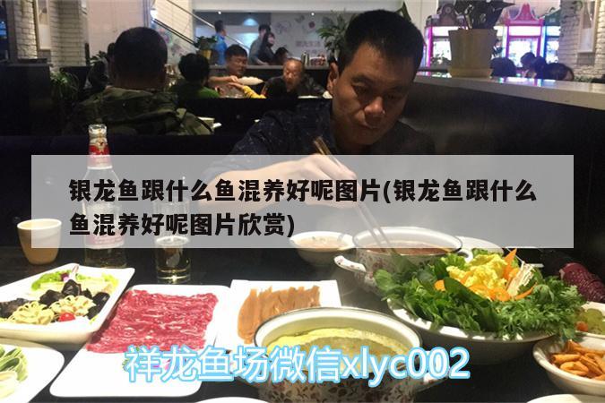 银龙鱼跟什么鱼混养好呢图片(银龙鱼跟什么鱼混养好呢图片欣赏)