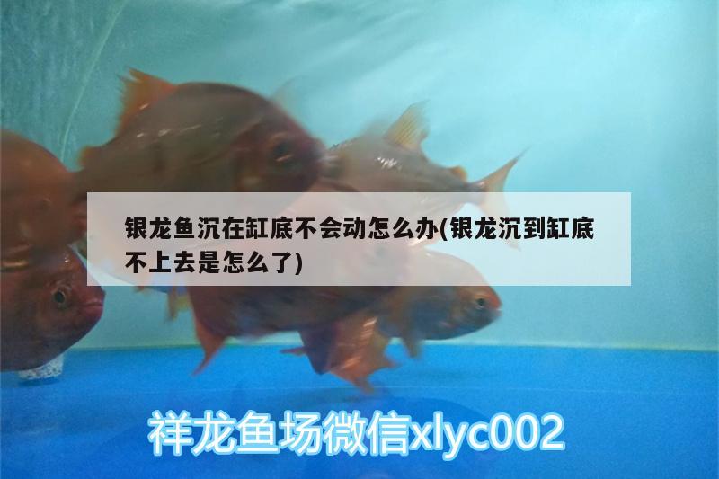 银龙鱼沉在缸底不会动怎么办(银龙沉到缸底不上去是怎么了)