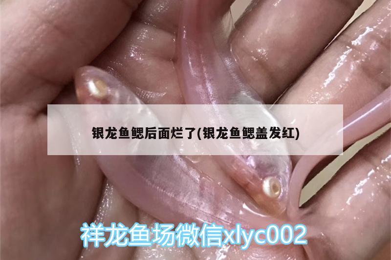 银龙鱼鳃后面烂了(银龙鱼鳃盖发红)