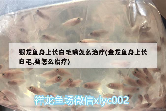 银龙鱼身上长白毛病怎么治疗(金龙鱼身上长白毛,要怎么治疗)